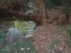 Diduga Cemari Sungai, Limbah Lapak Karet Ancam Ribuan Ikan di Kolam Islamik Center Tubaba