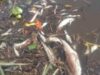 Heboh! Diduga Ikan Diracun di Sungai Waysido, Warganet Geram dan Desak Penindakan Tegas