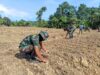 SATGAS TMMD KE-126 KODIM 1013/MTW MEMASUKI TAHAP PENANAMAN PROGRAM KETAHANAN PANGAN