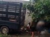 Kandang Babi Ilegal Diduga Milik Sekdes Makarti, Warga Mengaku Tak Pernah Dilibatkan