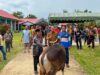 Jelang Iduladha 1447 H, Pemkab Murung Raya Salurkan 111 Ekor Sapi Kurban